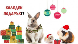 Пухкави подаръци и дългогодишни компаньони! Какво трябва да знаем преди да вземем малко животно вкъщи?